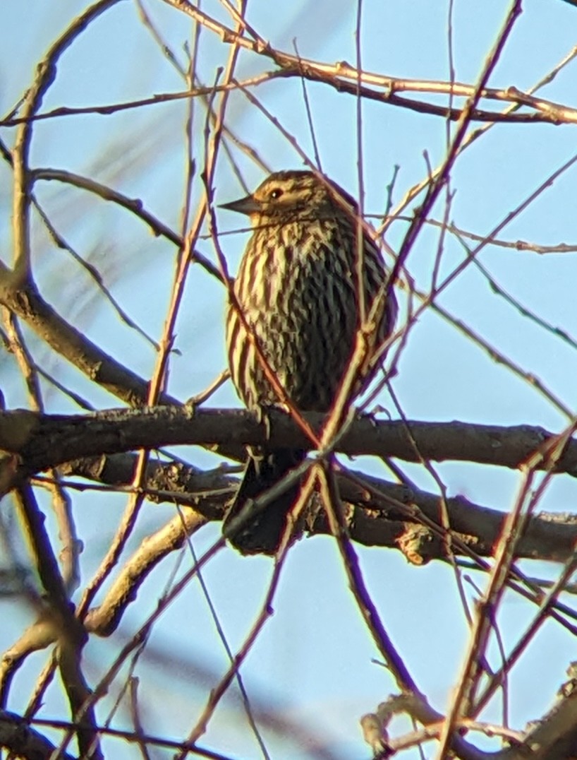 Red-winged Blackbird - ML646316237