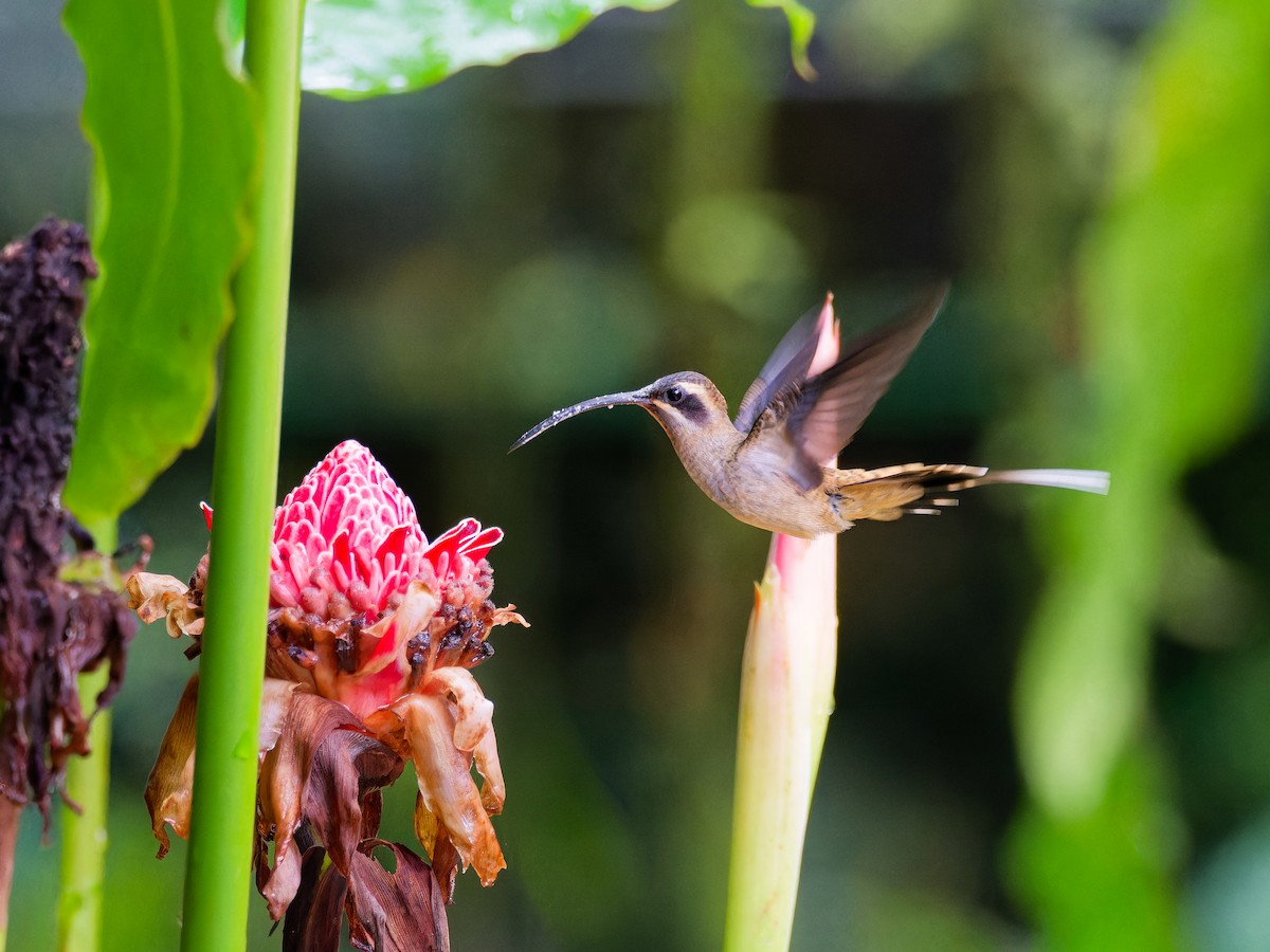 Long-billed Hermit - ML646316240