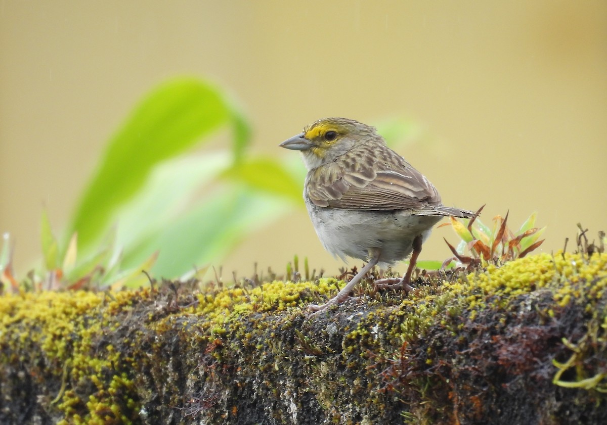 Yellow-browed Sparrow - ML646316241