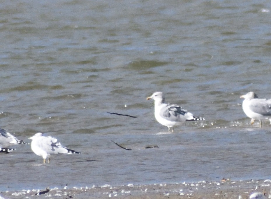 California Gull - ML646316242