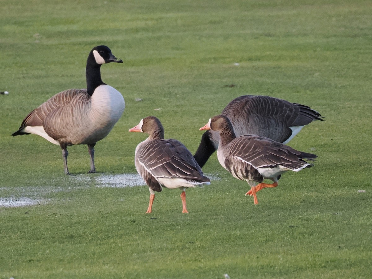 Greater White-fronted Goose (Western) - ML646316243