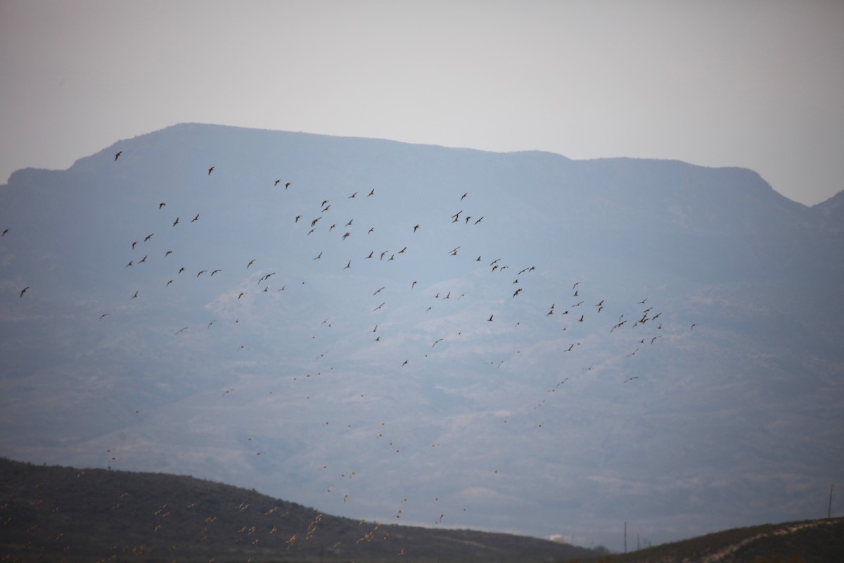 Long-billed Curlew - ML646316247