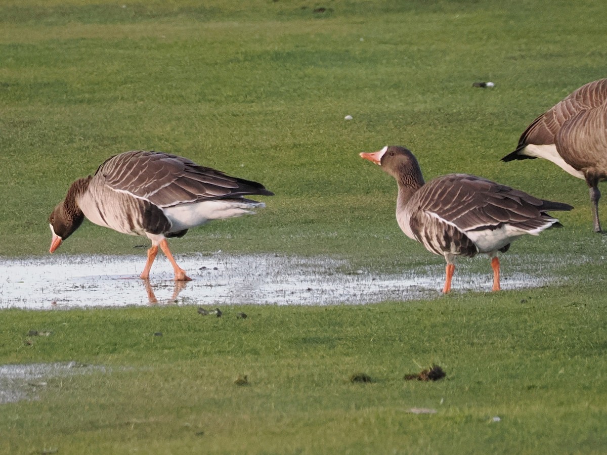 Greater White-fronted Goose (Western) - ML646316248