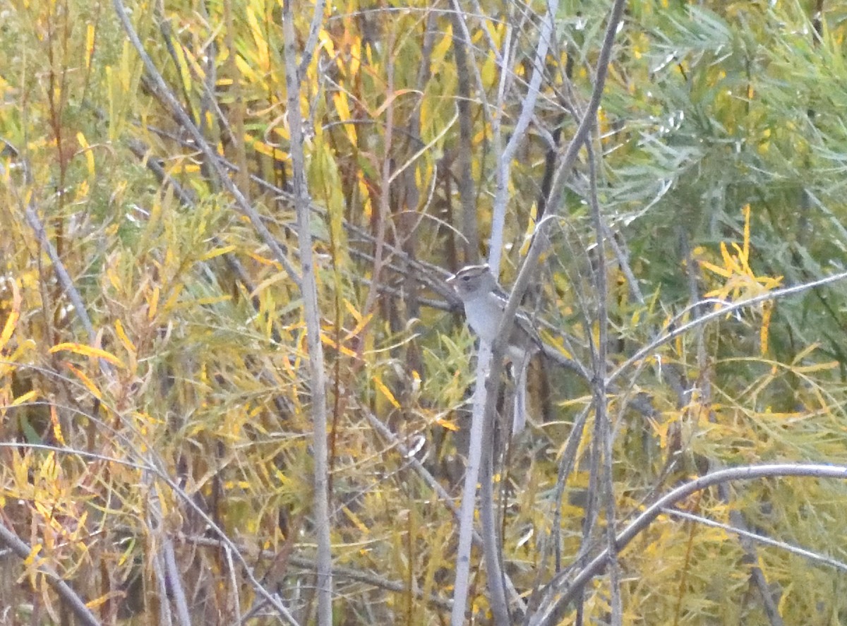 White-crowned Sparrow - ML646316249