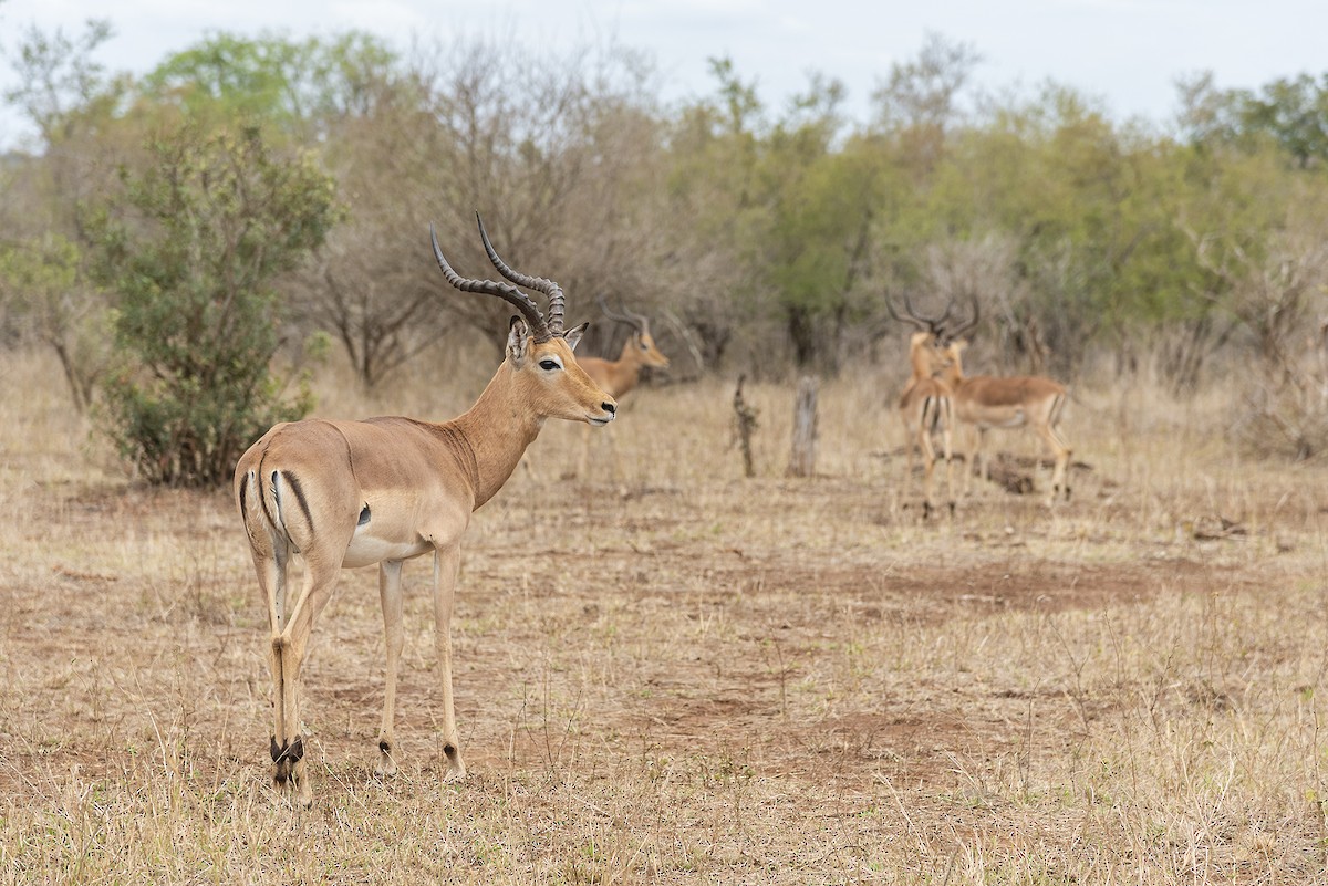 Common Impala - ML646316251