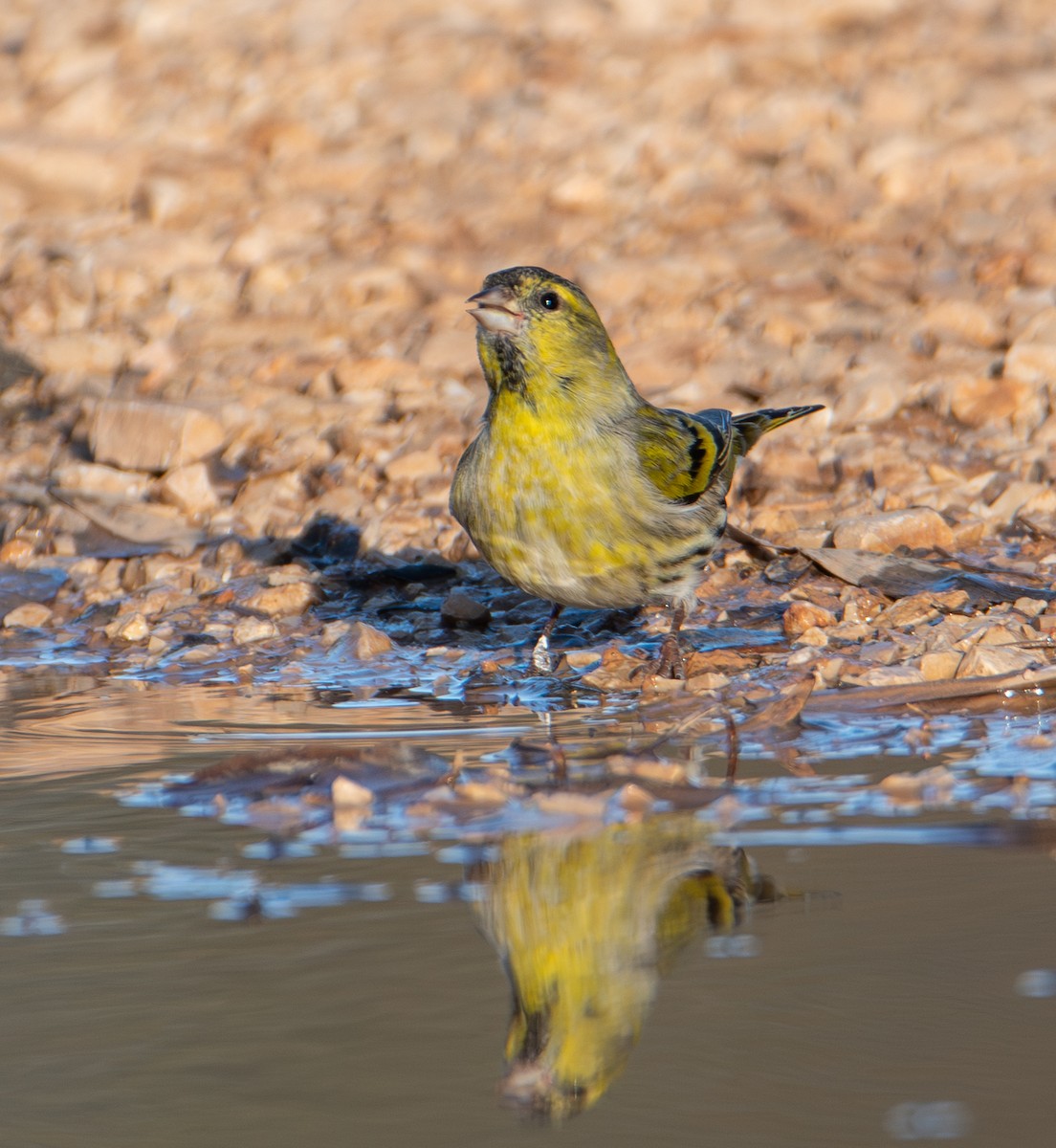 Eurasian Siskin - ML646316252