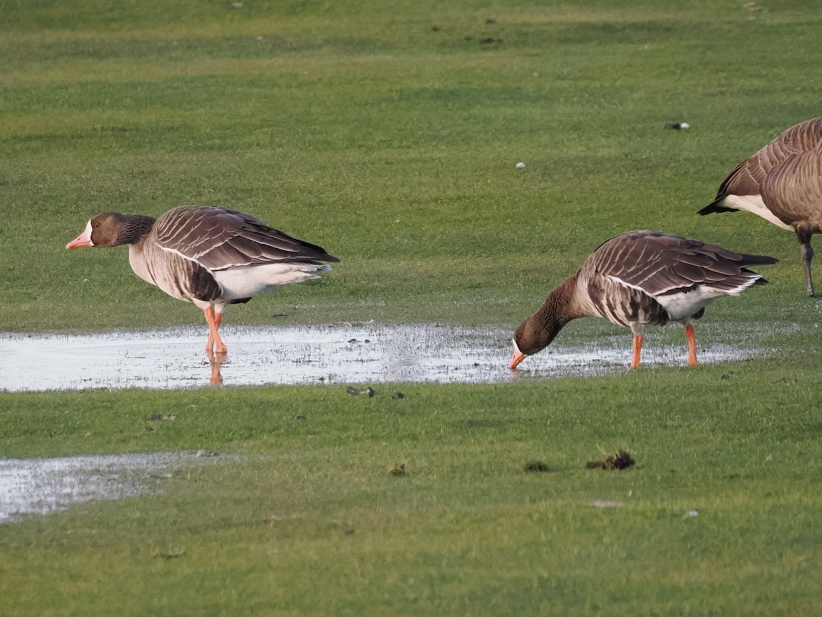 Greater White-fronted Goose (Western) - ML646316253