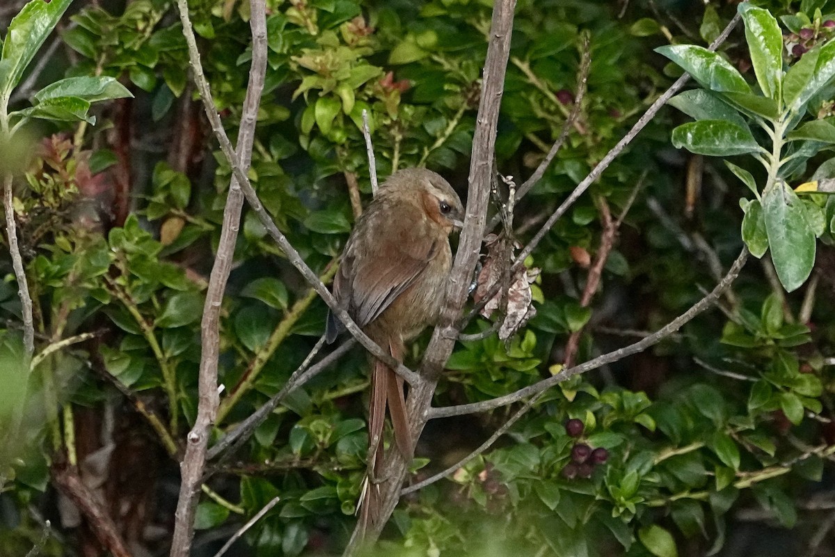 Rufous Spinetail - ML646316255