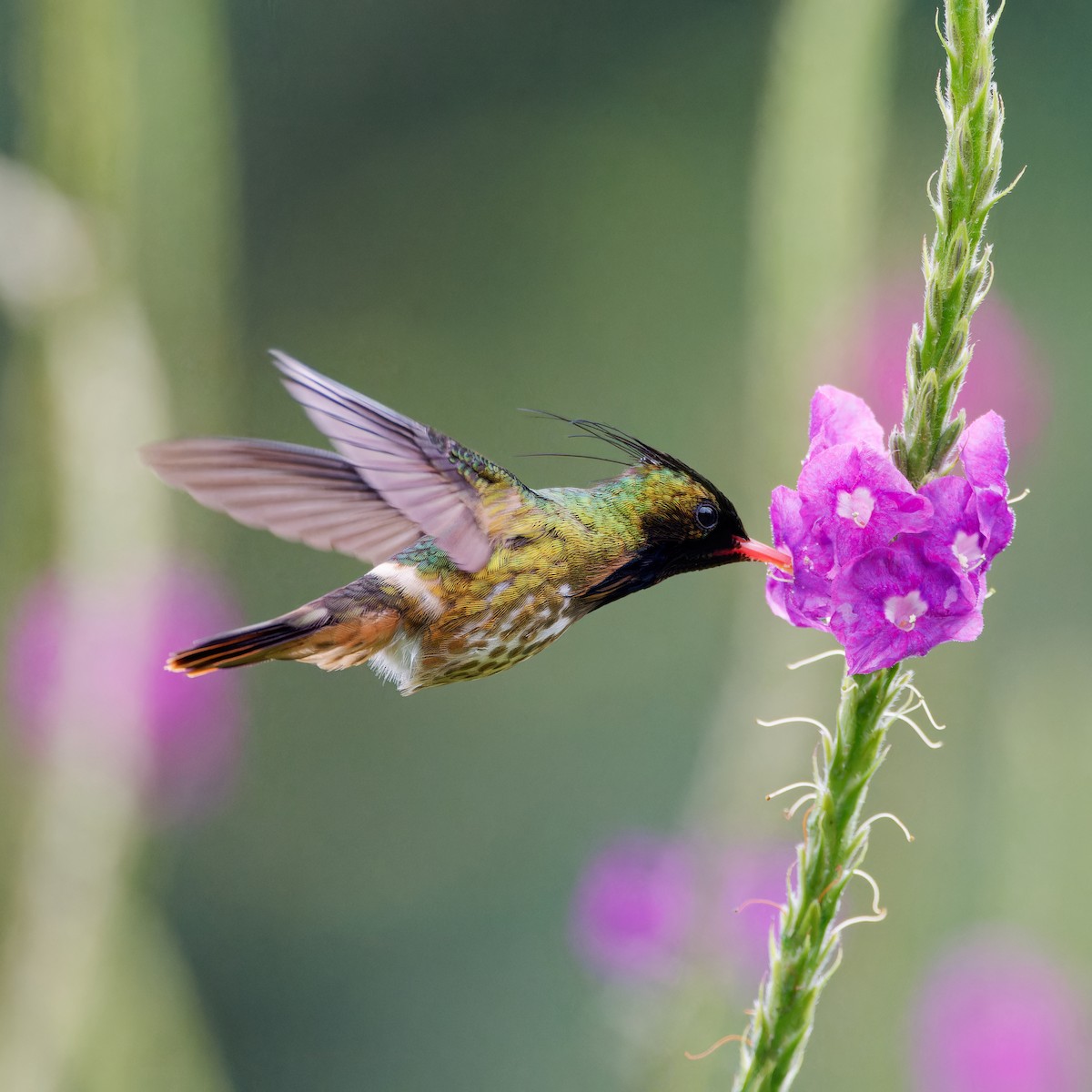 Black-crested Coquette - ML646316257