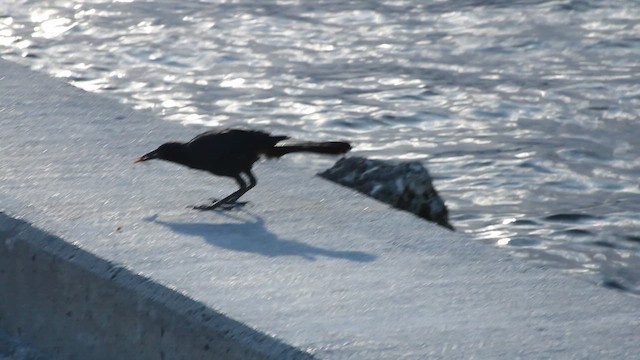 Zanate Marismeño - ML646316259