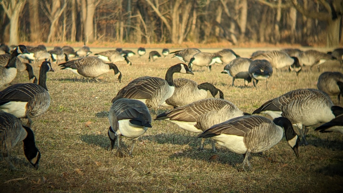 Canada Goose - ML646316262