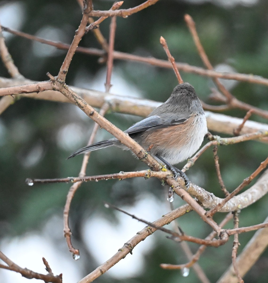 Boreal Chickadee - ML646316263