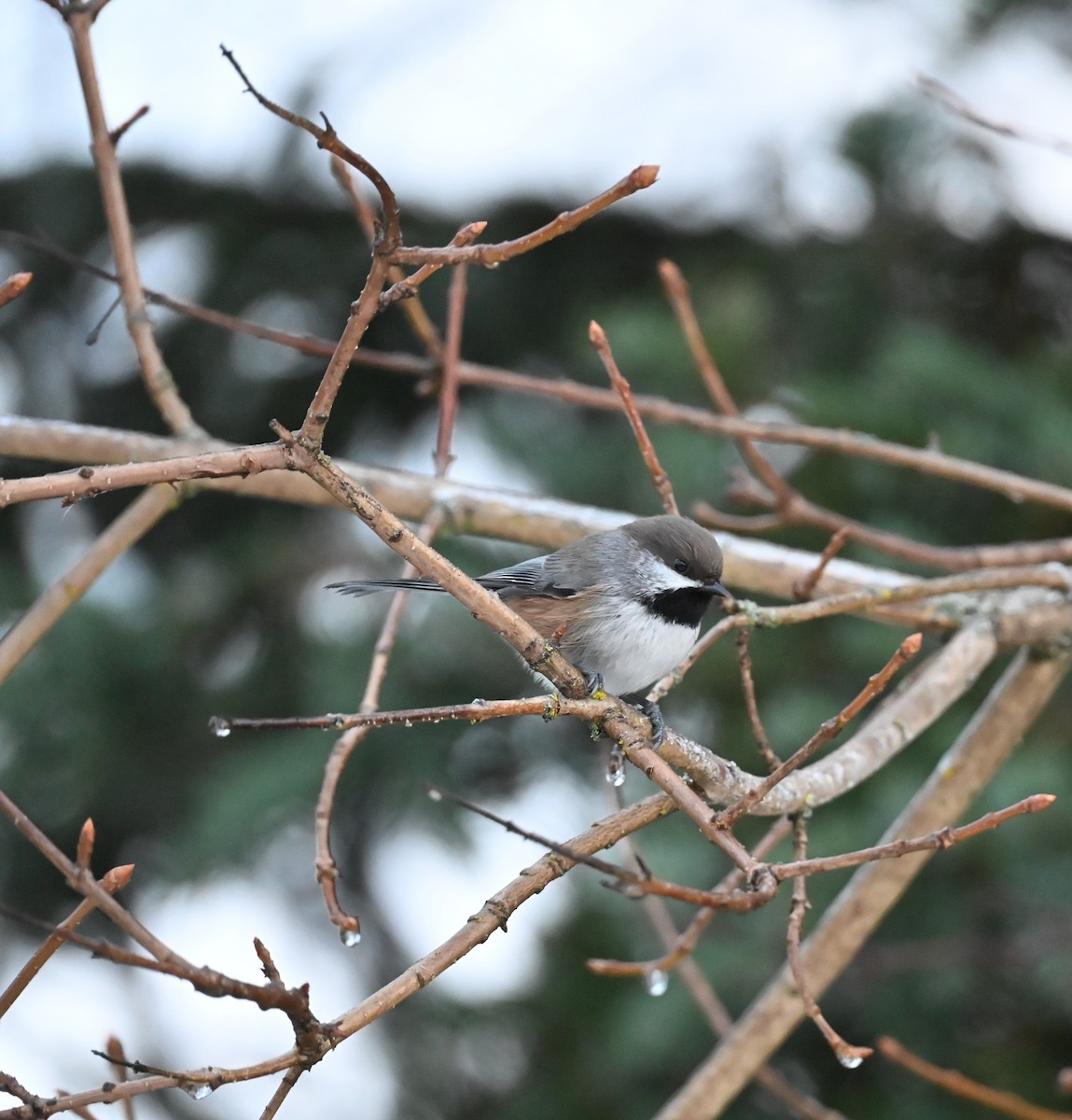 Boreal Chickadee - ML646316264
