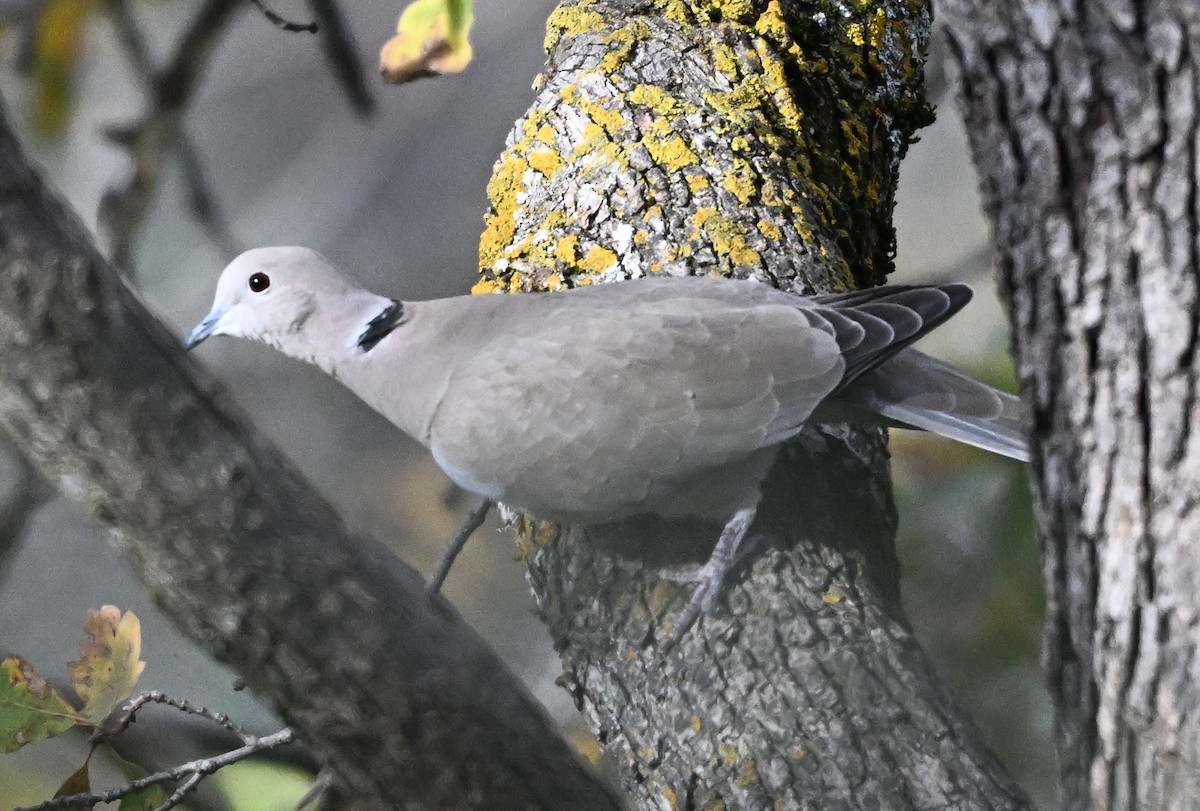 Tourterelle turque - ML646316268