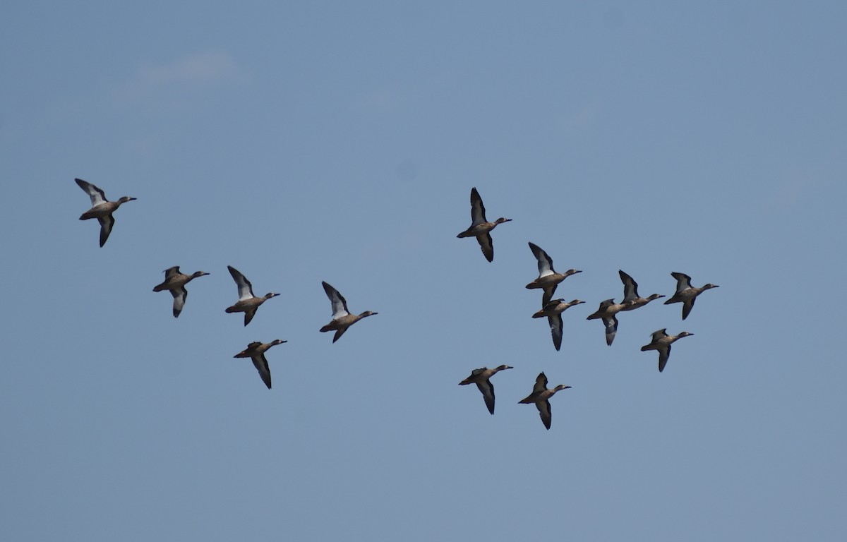 Zertzeta hegalurdina - ML646316269