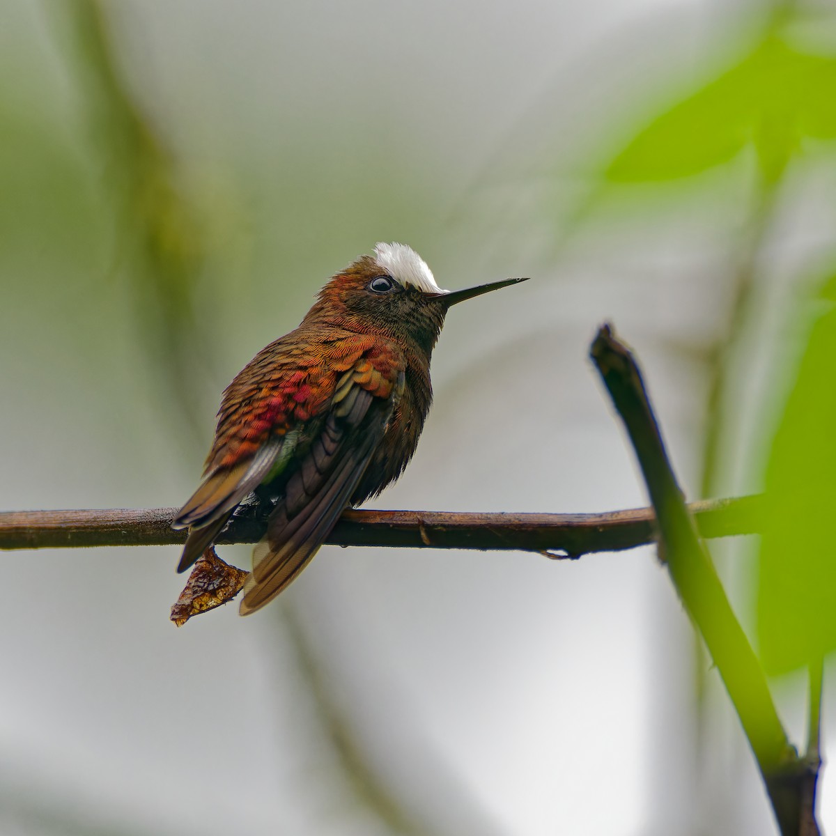 Snowcap - ML646316271