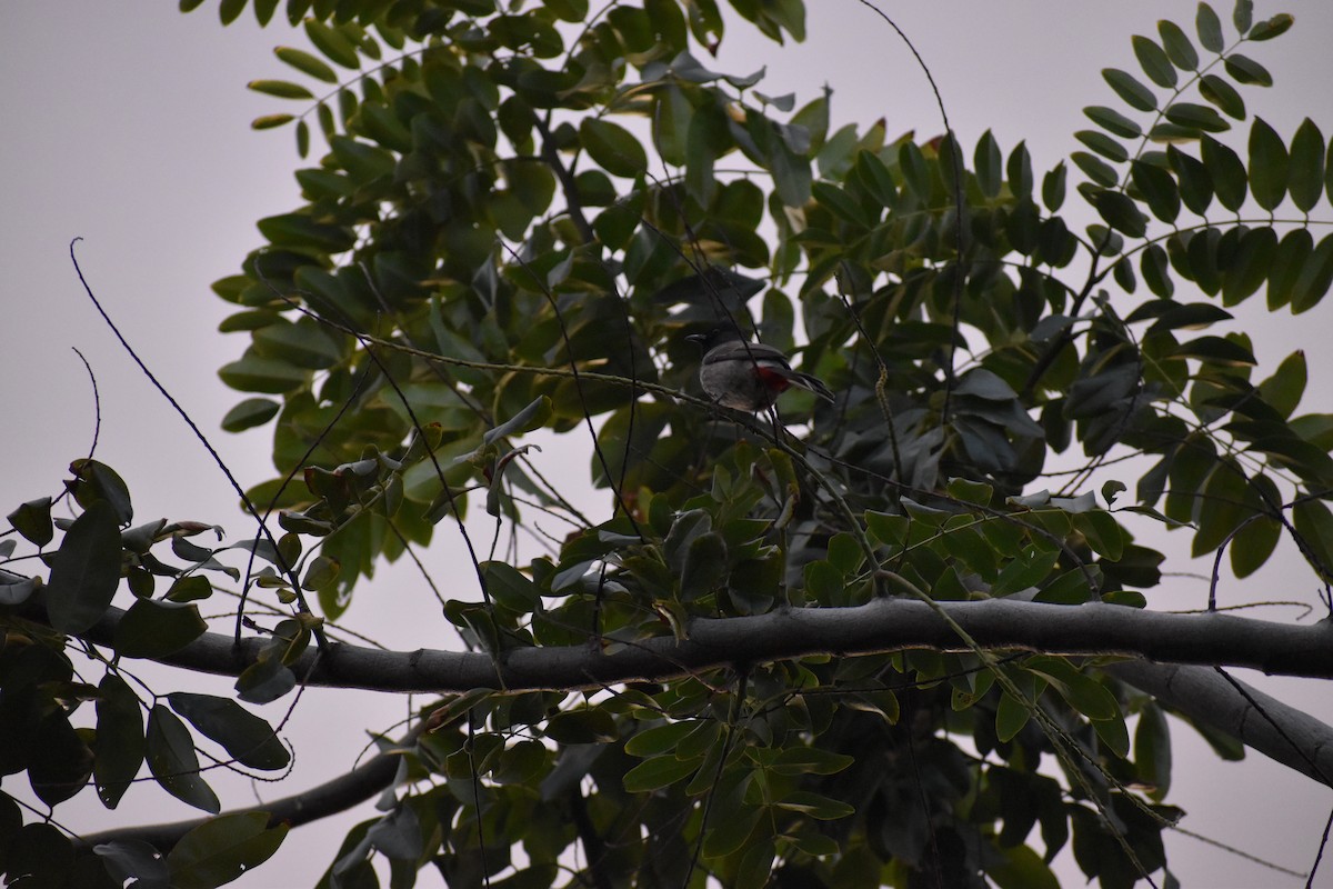 Red-vented Bulbul - ML646316275
