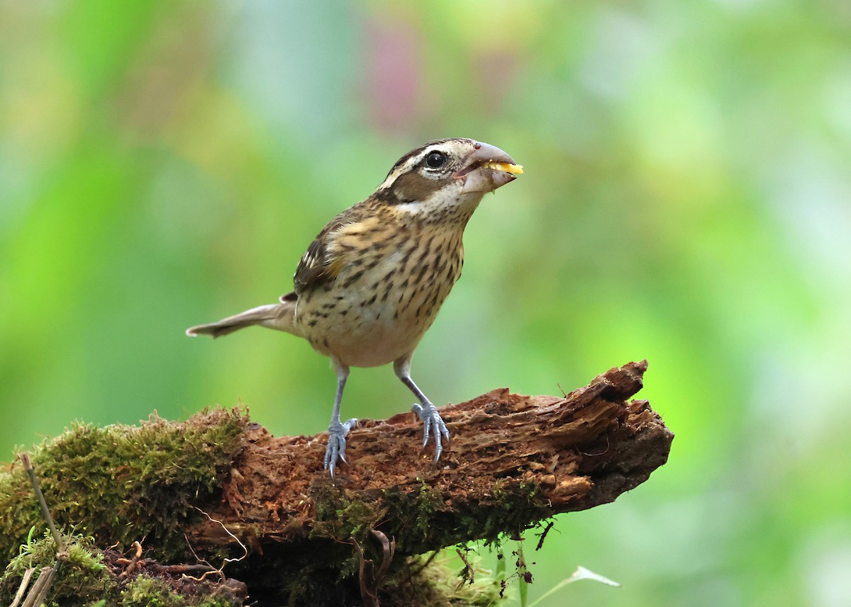 Розовогрудый толстонос - ML646316281