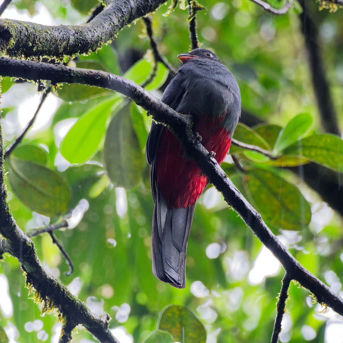 Slaty-tailed Trogon - ML646316285