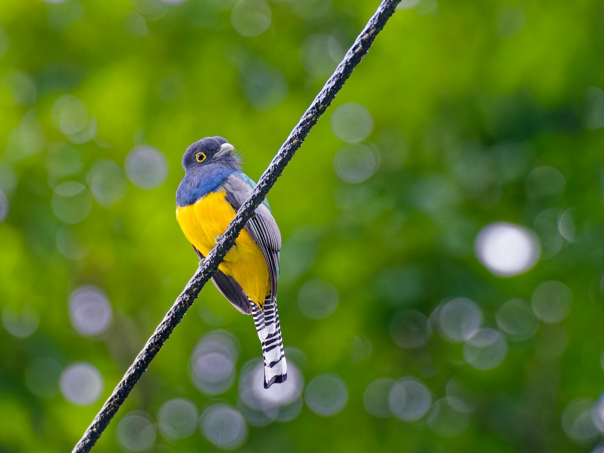 ガーターキヌバネドリ - ML646316291