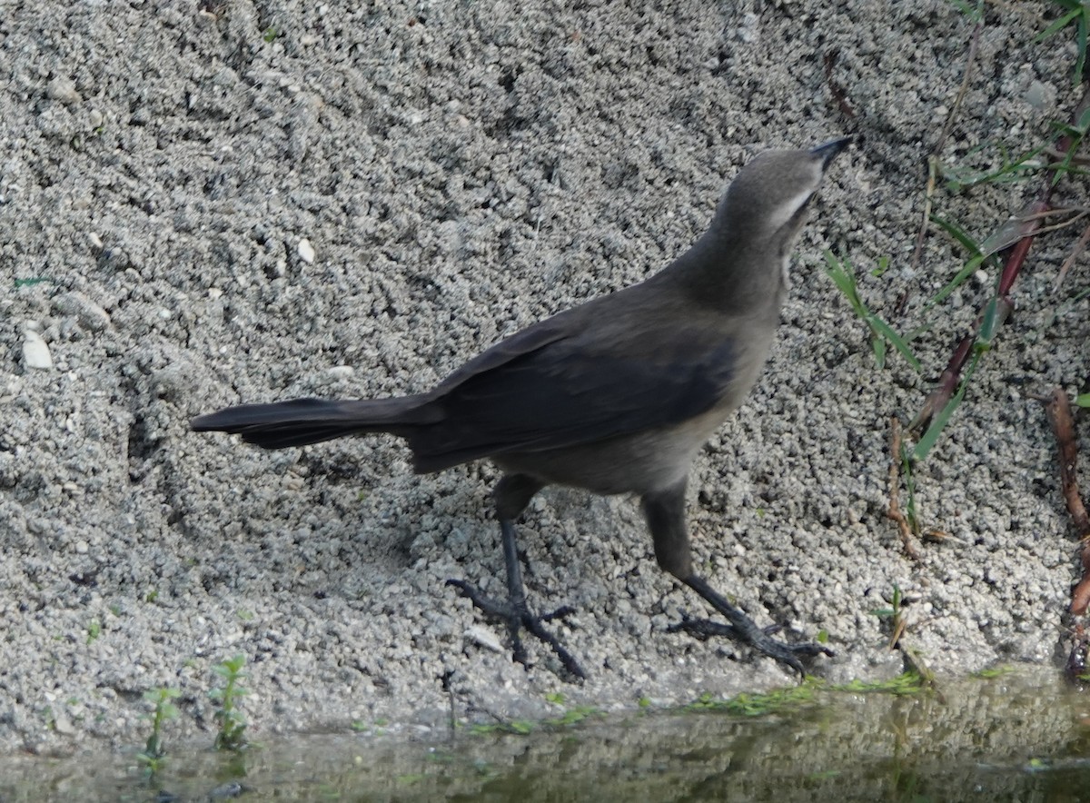 コクロムクドリモドキ - ML646316294