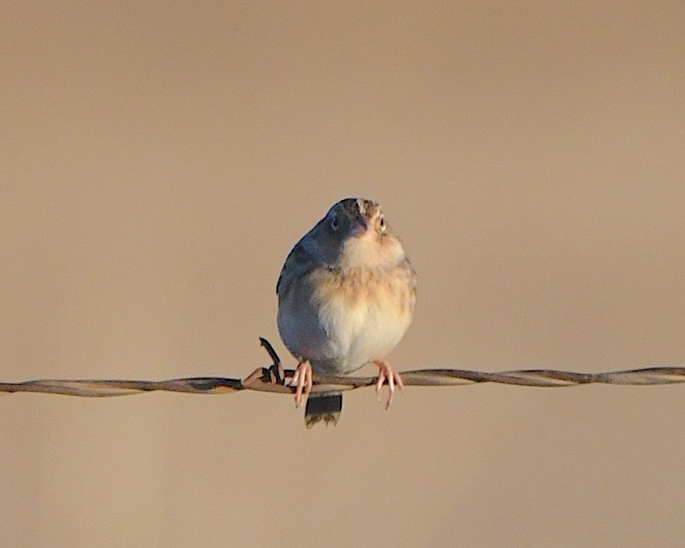 イナゴヒメドリ - ML646316295