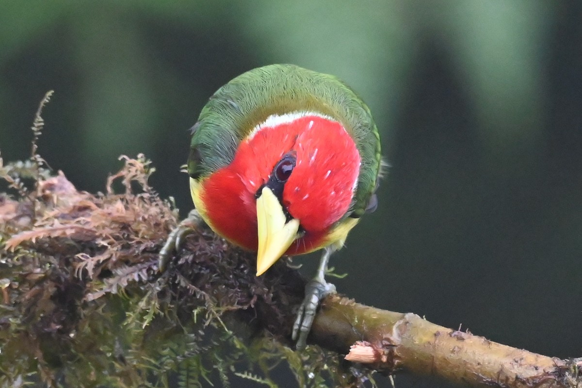 ズアカゴシキドリ - ML646316296