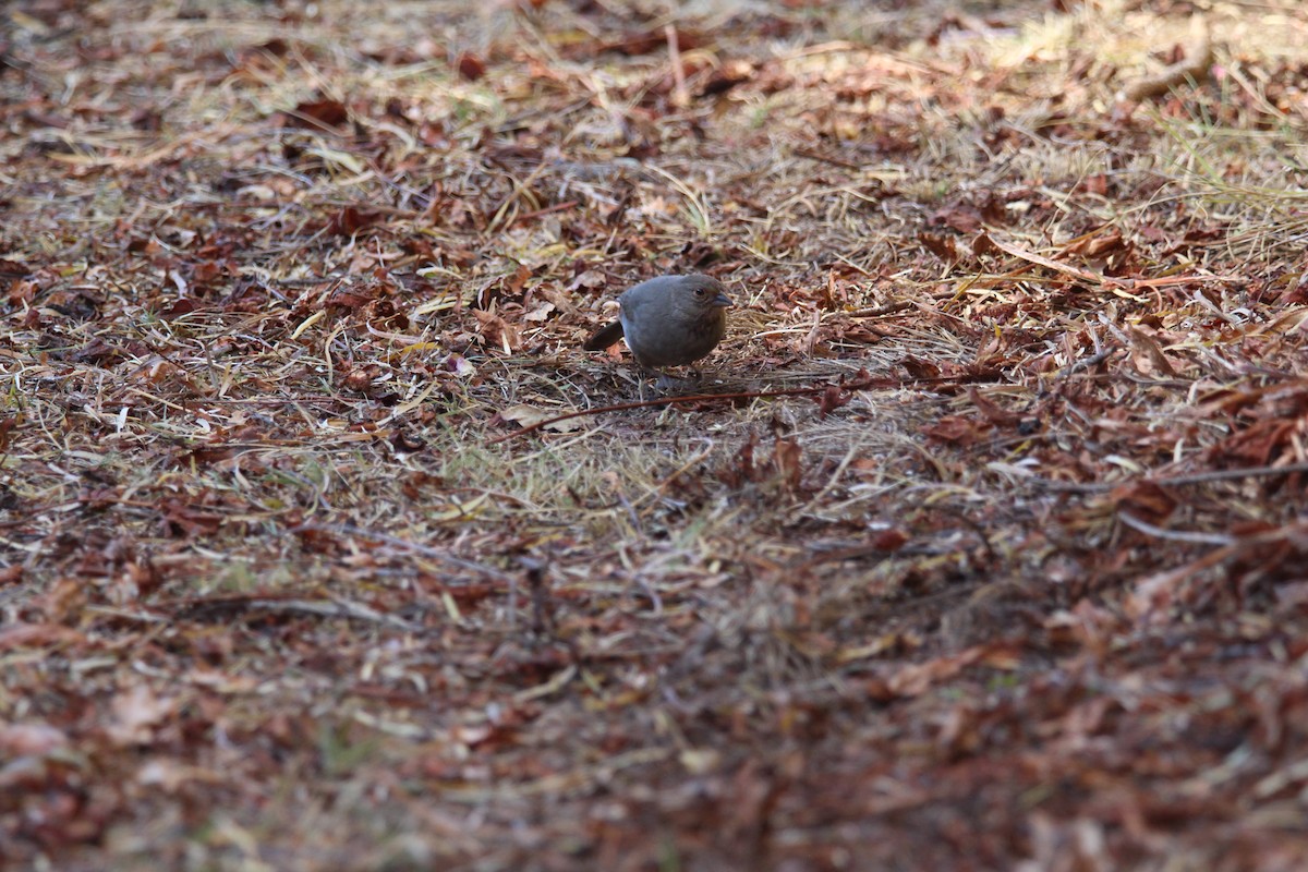 カリフォルニアムジトウヒチョウ - ML646316298