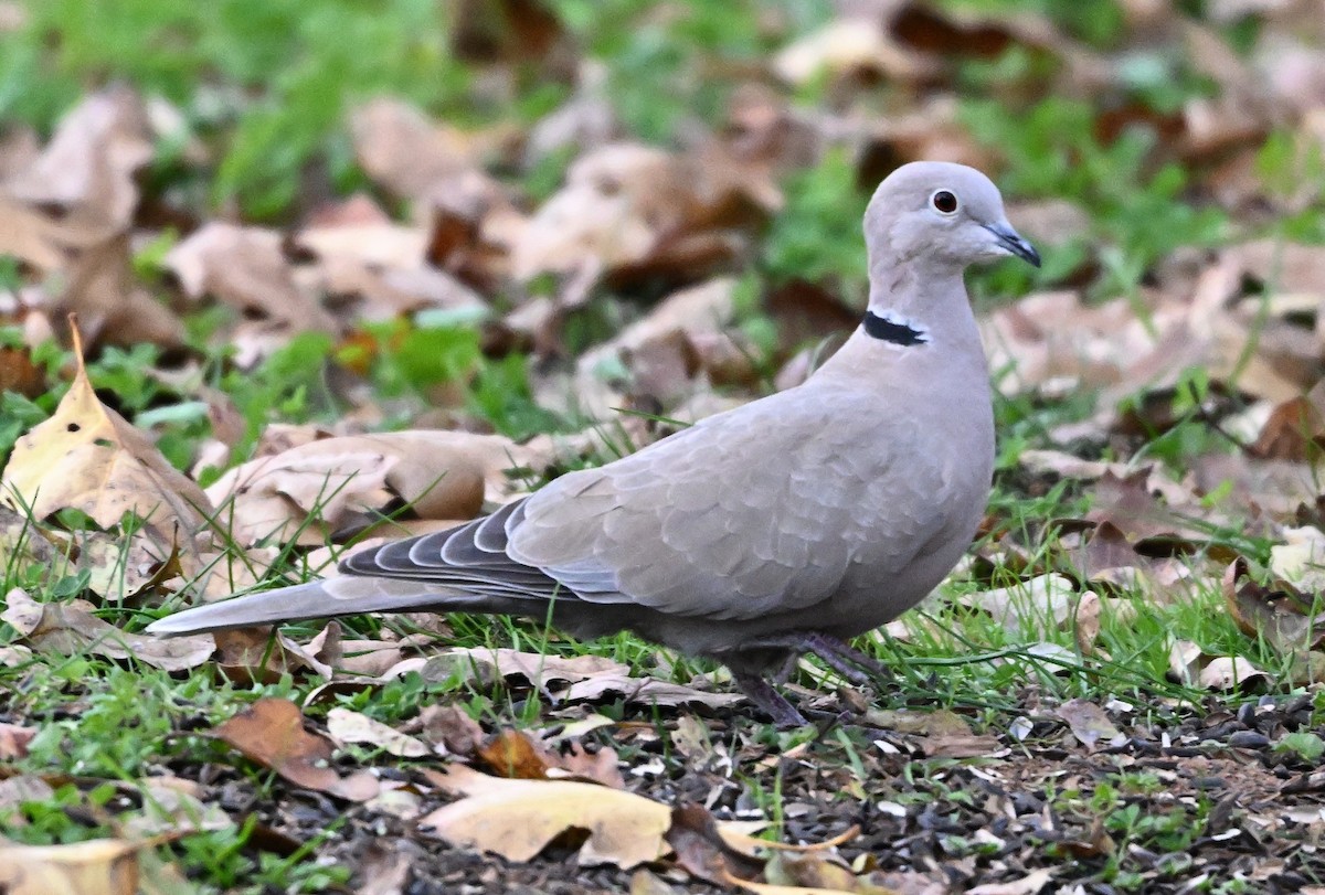 シラコバト - ML646316299