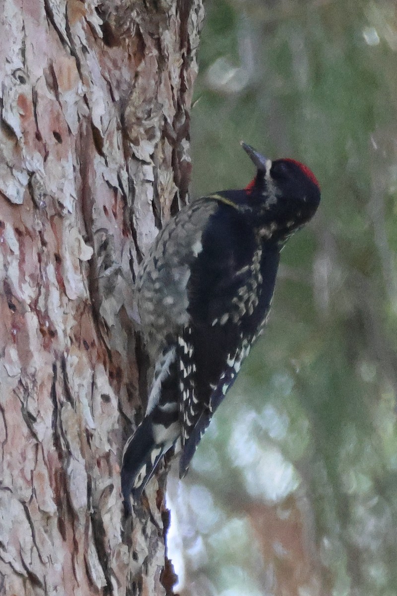 アカエリシルスイキツツキ - ML646316300