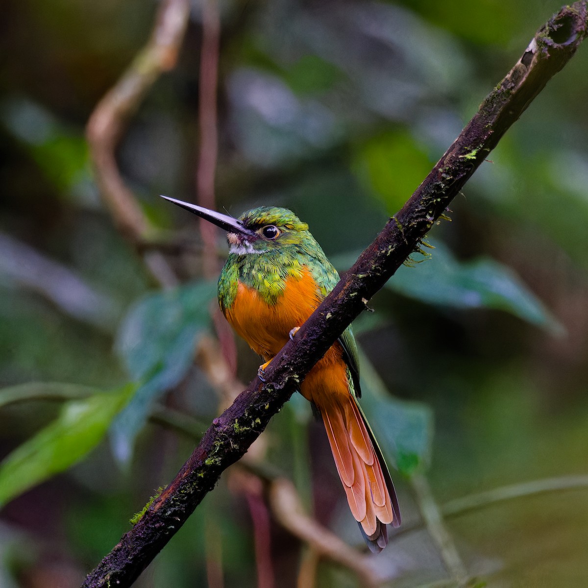 アカオキリハシ - ML646316301