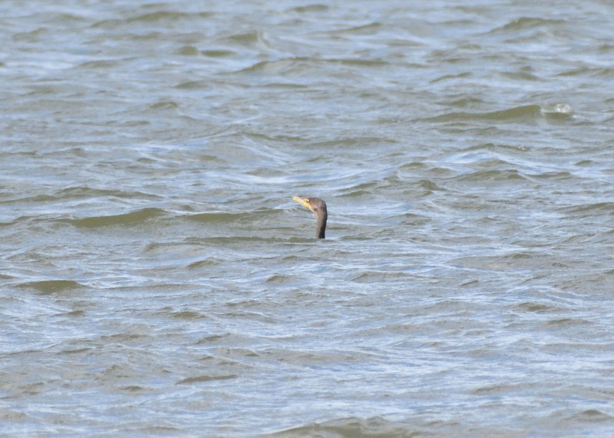 ミミヒメウ - ML646316302