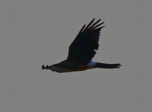 アメリカハイイロチュウヒ - ML646316303