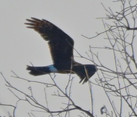 アメリカハイイロチュウヒ - ML646316304