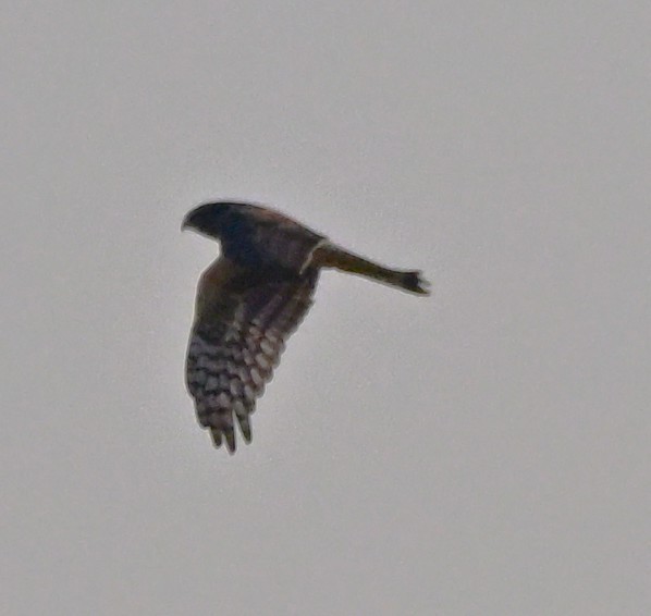 アメリカハイイロチュウヒ - ML646316305