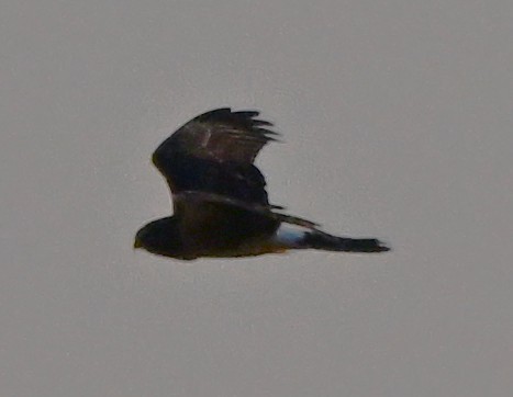 アメリカハイイロチュウヒ - ML646316306