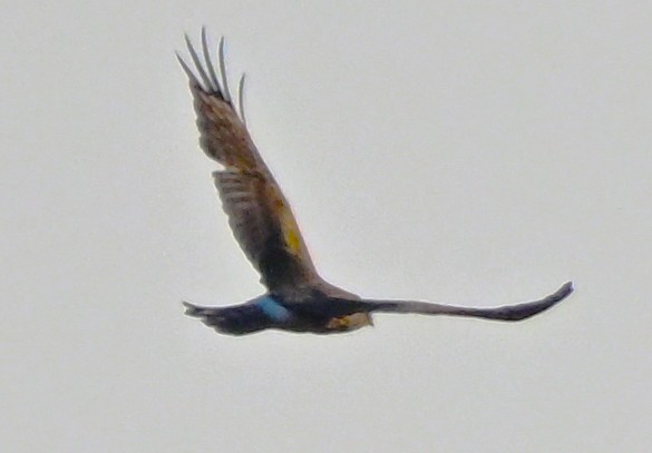 アメリカハイイロチュウヒ - ML646316308