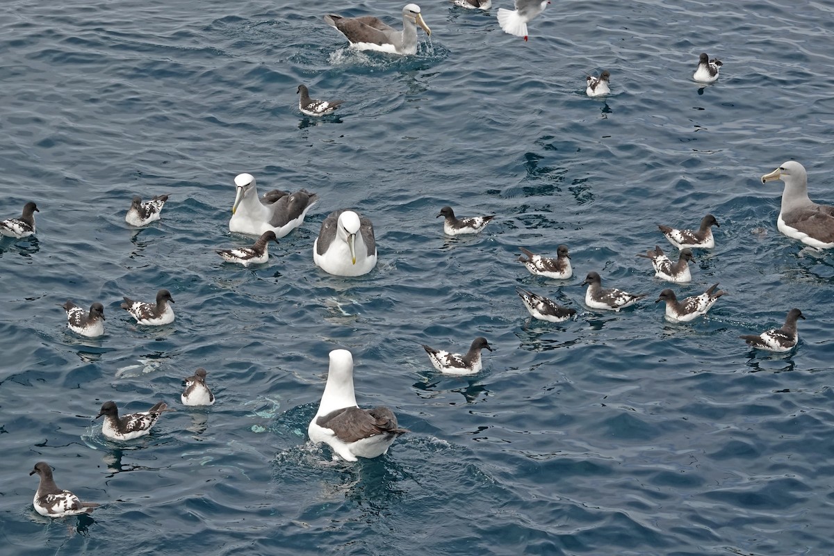 マダラフルマカモメ - ML646316309