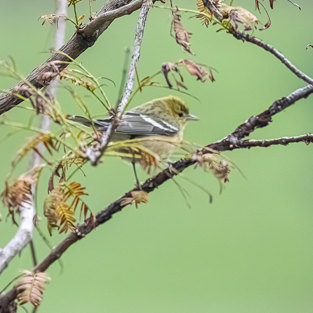 lesňáček kaštanový - ML646316310