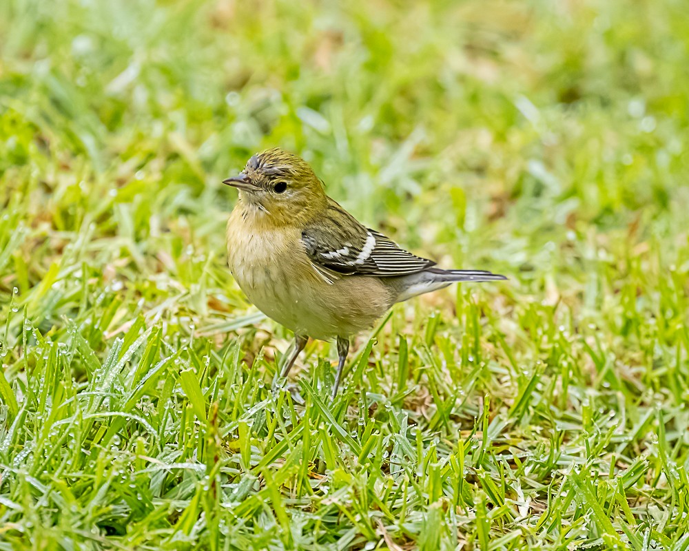 lesňáček kaštanový - ML646316311