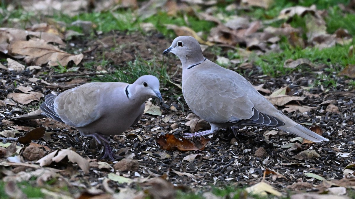 シラコバト - ML646316312