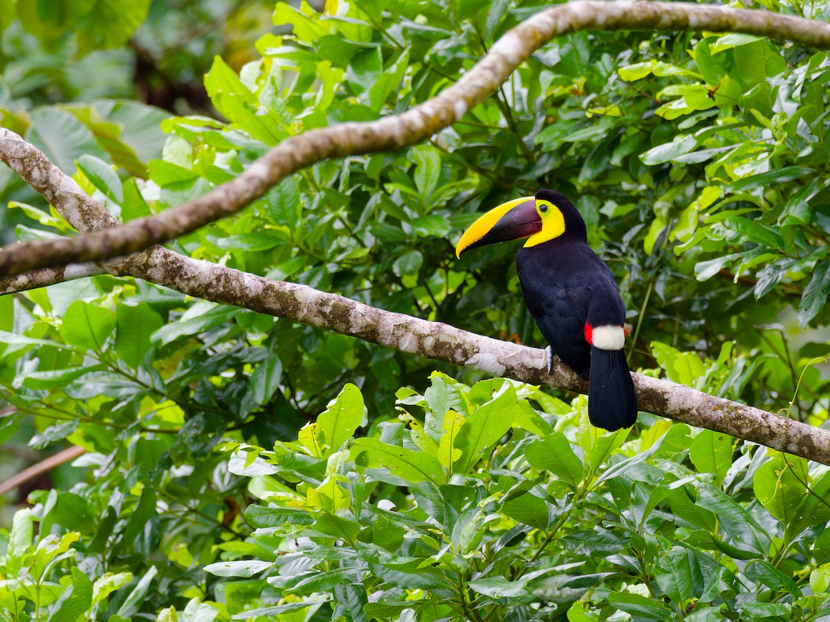 ニショクキムネオオハシ - ML646316316