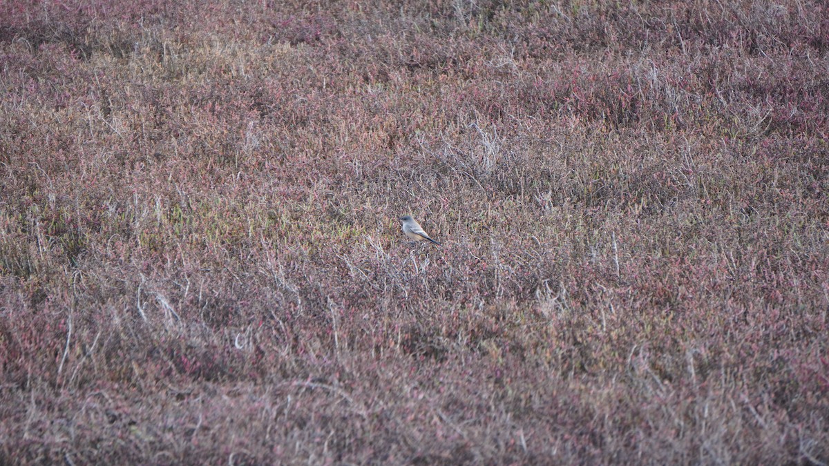 チャイロツキヒメハエトリ - ML646316317