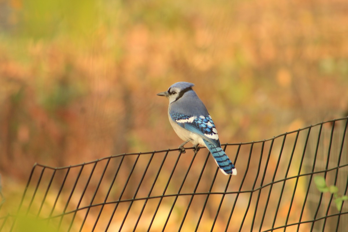 アオカケス - ML646316318