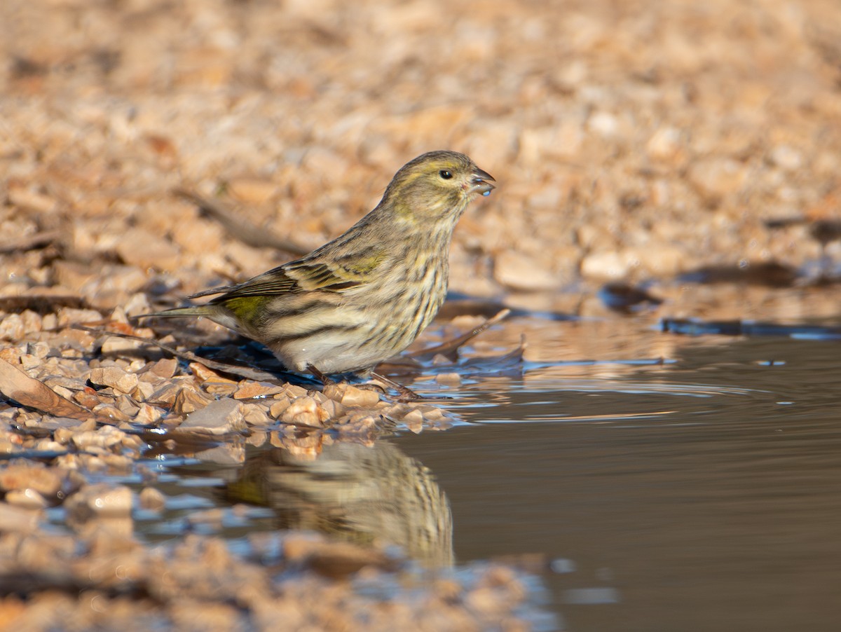 セリン - ML646316319