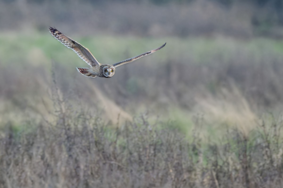 コミミズク - ML646316320