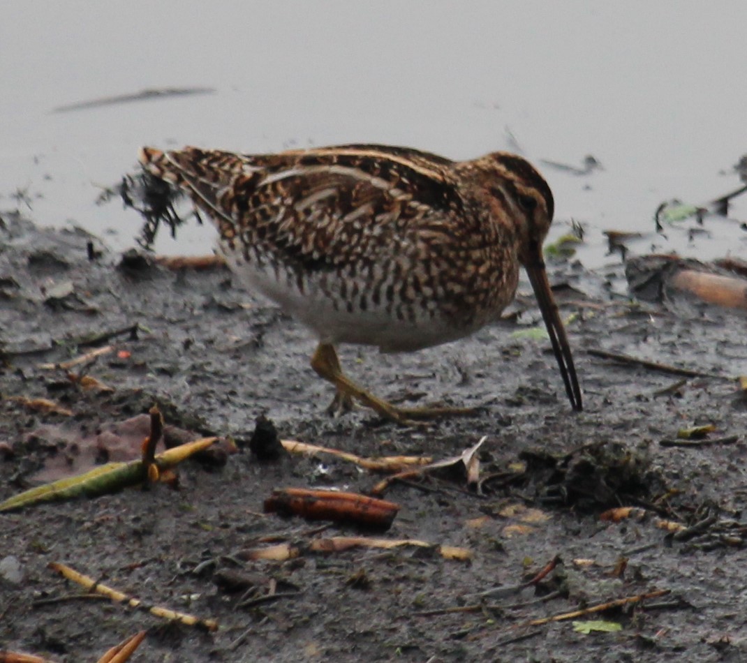 アメリカタシギ - ML646316322