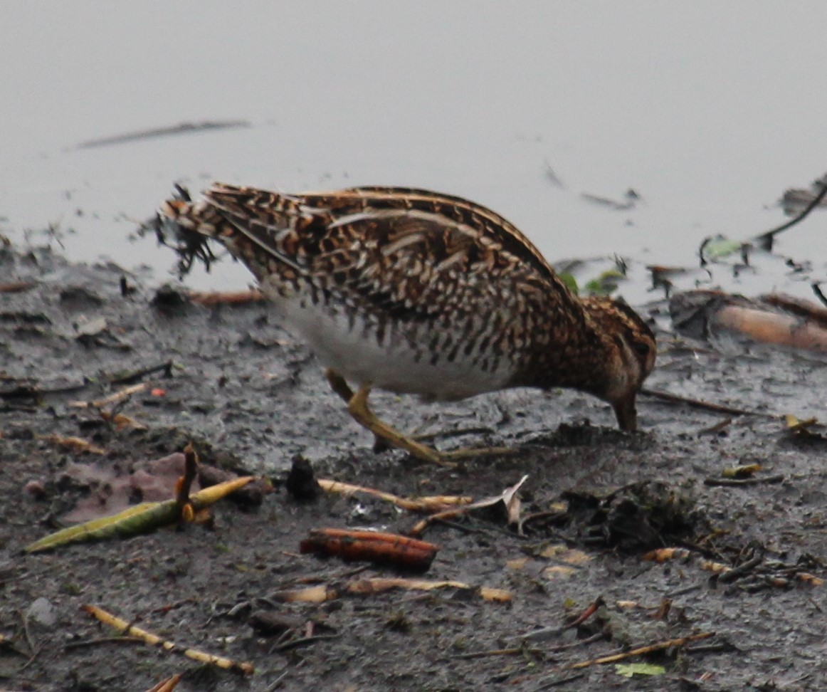 アメリカタシギ - ML646316323