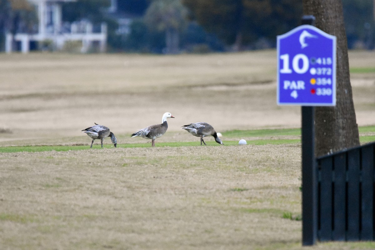 ハクガン - ML646316324