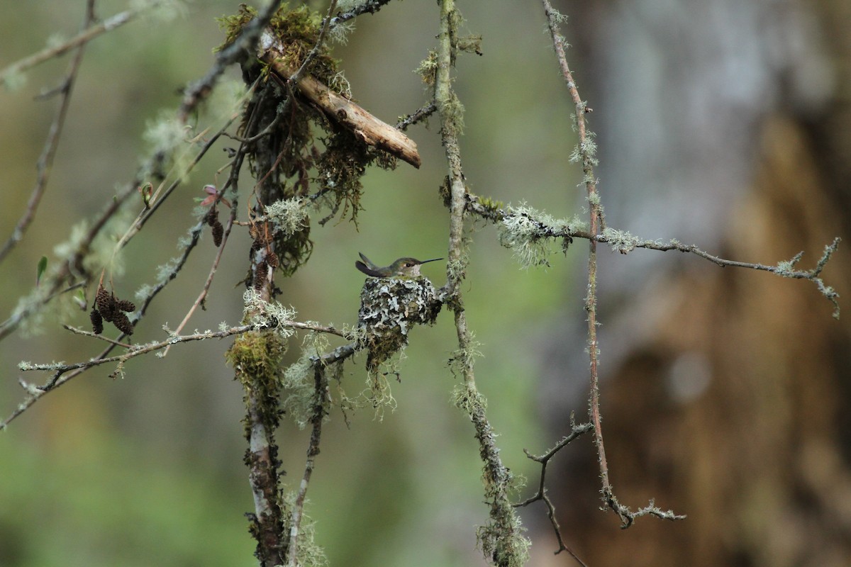 アカフトオハチドリ - ML646316327